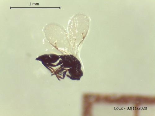Asaphes sp.